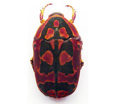 Pachnoda umhangi (Tanzania)